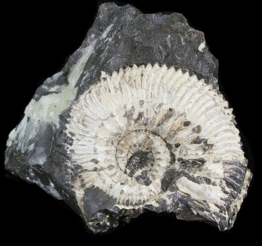 Wide Kosmoceras Ammonite - England #42659